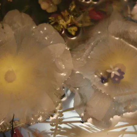 Nevina Apartment